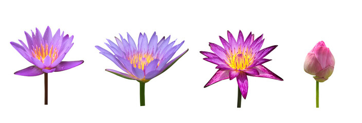 Isolated waterlily or lotus plants with clipping paths.	