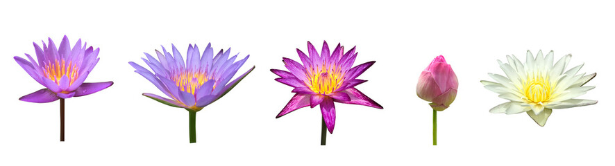 Isolated waterlily or lotus plants with clipping paths.	