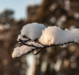 Snow on an apple tree branch close-up in winter