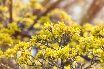 春爛漫　黄色い花を枝いっぱいにつけたサンシュユの美しい風景