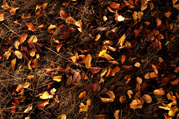 Autumn. Colorful leaves lie on the grass.
