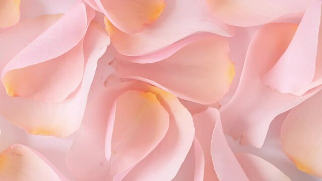 Rose pink petals rotating. Slow motion. Macro shot. Holiday backdrop, Valentine's Day concept. High quality 4k footage