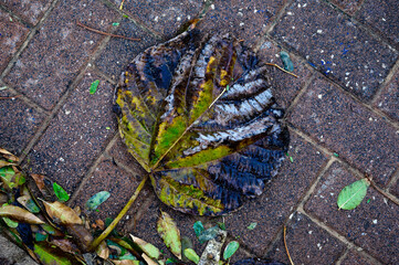 Dry fallen leaves lie on the paving slabs. View from above.