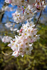 White blossom cherry tree