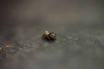 ARAÑA