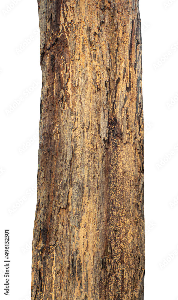 Aufkleber Trunk of a Tree Isolated On White Background