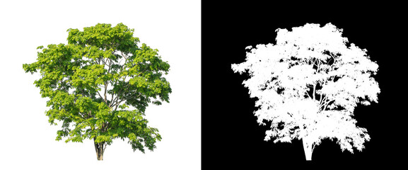 Tree on transparent picture background with clipping path, single tree with clipping path and alpha channel on black background