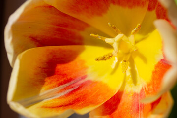 Open bud, petals, pistil, stamen of an orange yellow red beautiful bright tulip from inside. Floral wallpaper, greeting postcard. Macro photo of bulbous plant in full bloom. Spring flower in sunlight.