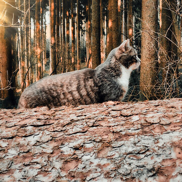 Katze klettert über gefällte Baumstämme