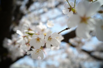 blossom in spring