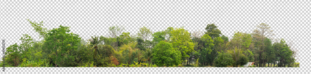 Aufkleber green trees isolated on white background.are forest and foliage in summer for both printing and web 