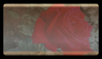 Rose flower texture template background with copy space