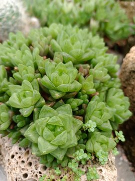 Haworthia Cymbiformis 