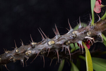 thorny flower branch on black background