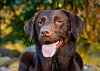 Fototapeta premium Hund