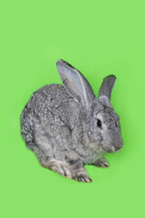 a large grey rabbit isolated on a green background