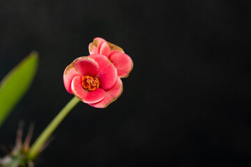 wild flower at the tip of a thorny branch. macro shot