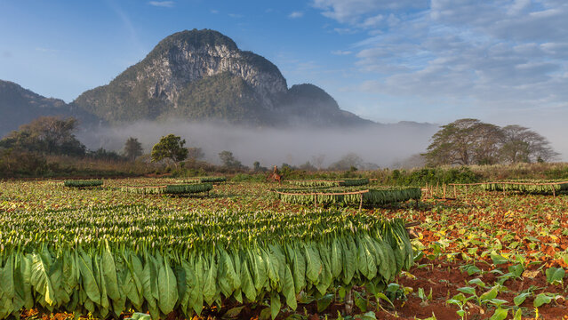 tobacco plantation