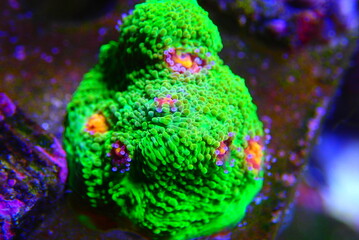 3d Mummy eye Chalice large polyps stony coral