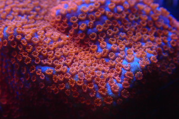 Open polyps on Montipora SPS coral