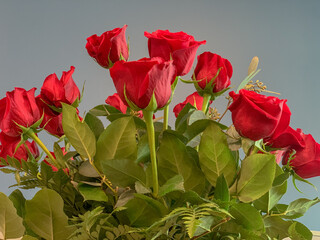 View of the top of a bouquet of red roses.