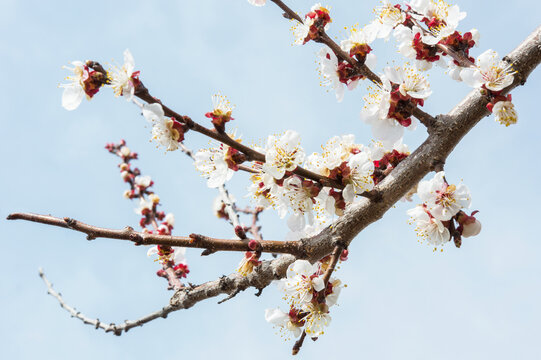 flowering branch of fruit dever. For an article about spring, flowering, printing on a calendar.
