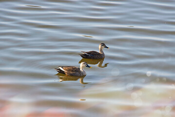 水紋を広げながら悠々と泳ぐカモ