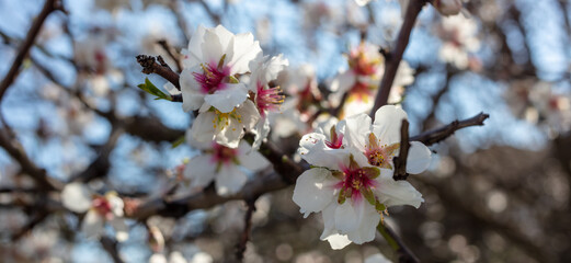 White blooming flowers on almond tree branch