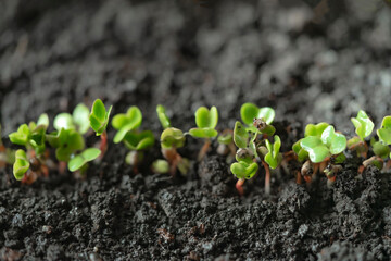 Sprouted seedlings of sown radish in a row. Radish microgreens. Germination of microgreens. Germination of seeds at home. Vegan and healthy food concept. Growing sprouts. organic food