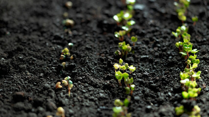 Sprouted seedlings of sown radish in a row. Radish microgreens. Germination of microgreens. Germination of seeds at home. Vegan and healthy food concept. Growing sprouts. organic food