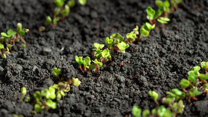 Sprouted seedlings of sown radish in a row. Radish microgreens. Germination of microgreens. Germination of seeds at home. Vegan and healthy food concept. Growing sprouts. organic food
