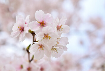 Obraz premium Close up Somei-Yoshino cherry blossoms