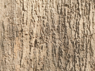 The shell of the tree
