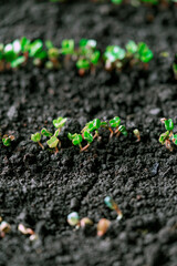 Sprouted seedlings of sown radish in a row. Radish microgreens. Germination of microgreens. Germination of seeds at home. Vegan and healthy food concept. Growing sprouts. organic food