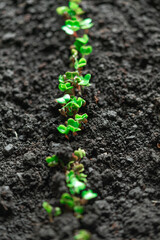 Sprouted seedlings of sown radish in a row. Radish microgreens. Germination of microgreens. Germination of seeds at home. Vegan and healthy food concept. Growing sprouts. organic food