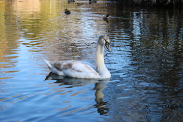 swan lake animal swans macro