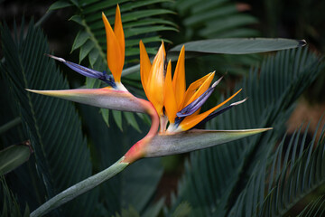 Beautiful colours of the bird of paradise