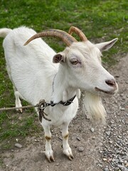 goat on the farm