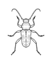 Bug. Vector illustration in graphic style isolated on white background.