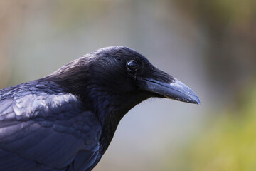 A crow named Jungle Crow with a fine beak