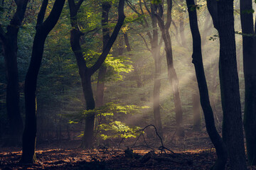 Atmospheric misty morning light on green branch in magical forest