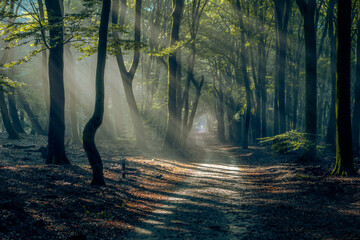 Light of the rising sun falls on the forest path in foggy dawn