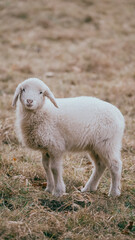 Obraz premium rams in the pasture