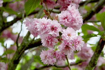 Cherry sakura pink flowers against the backdrop of a blooming garden