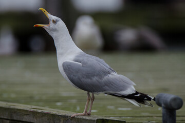 Erwachsene Silbermöwe laut rufend mit weit aufgerissenem Schnabel in einem Hafen