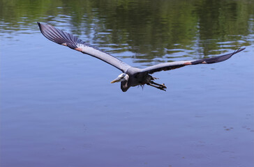 Great Blue Heron In Florida Flying, Wading in Water