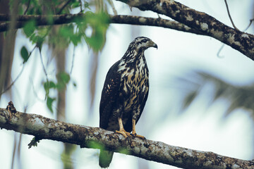 Juvenile common blackhawk bird perched in the jungle