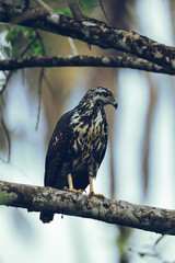 Juvenile common blackhawk bird perched in the jungle