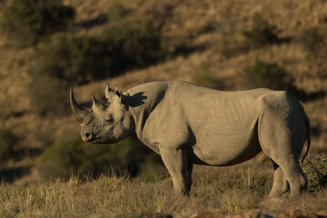 Obraz premium Black rhinoceros