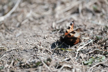 Butterfly on the ground early spring. First butterfly of the season.